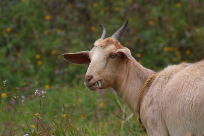 Goat on field
