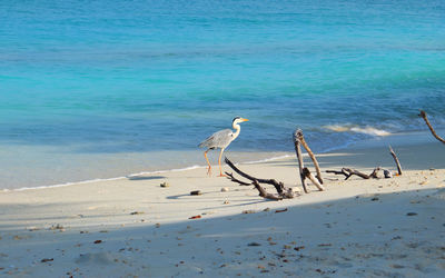 Birds on beach by sea