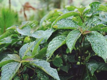 Close-up of wet plant leaves