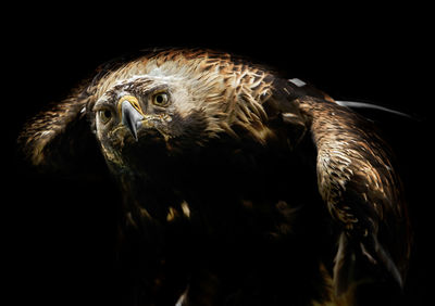 Close-up portrait of eagle against black background