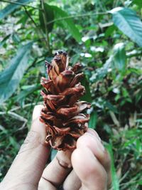 Close-up of hand holding leaf