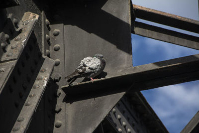 Low angle view of bird perching on metal railing