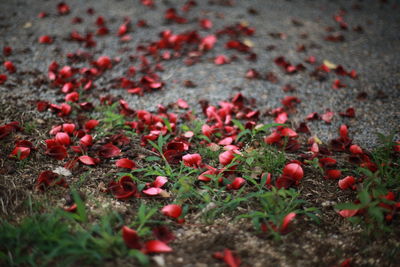 High angle view of red berries on field