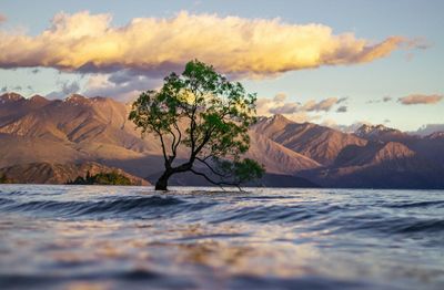 Scenic view of tree by mountain against sky