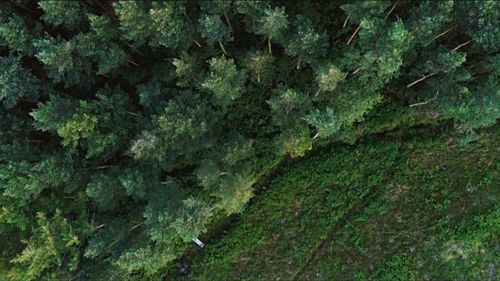 Full frame shot of plants