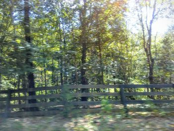 Scenic view of trees in forest