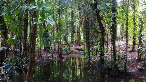 Scenic view of forest