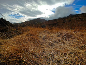 Scenic view of field against sky