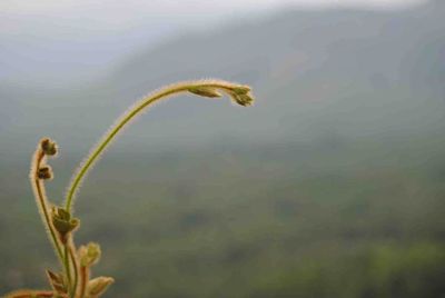 Close-up of lizard on plant