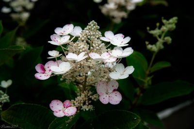 Close-up of fresh white flowers blooming in tree