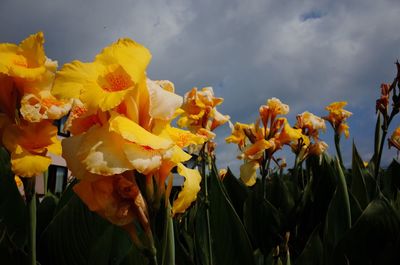 Close-up of yellow flowering plants against sky