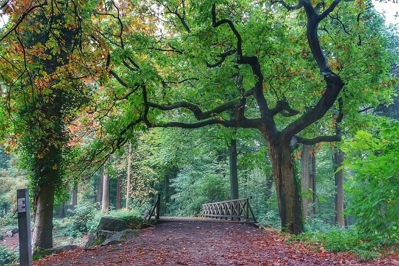 tree, the way forward, growth, green color, tranquility, footpath, nature, forest, diminishing perspective, lush foliage, beauty in nature, tranquil scene, branch, walkway, pathway, vanishing point, scenics, narrow, day, plant