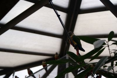 Close-up of leaves