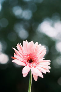 Close-up of pink flower