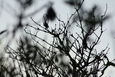 Low angle view of bare tree against sky