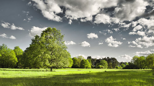 Trees growing on field against sky