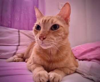 Cat looking away on bed