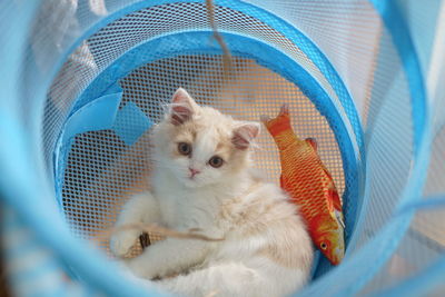 Close-up of a cat looking away