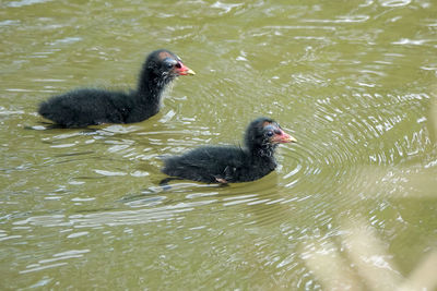 High angle view of duck swimming in lake