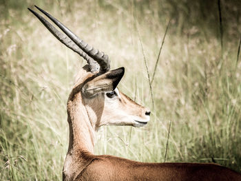 A profile, fine art portrait shot of a gazelle