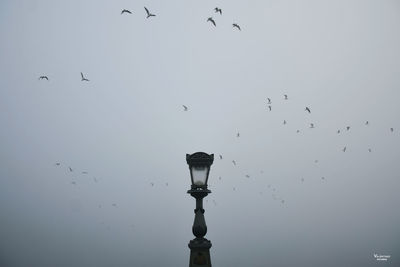 Low angle view of birds flying against sky