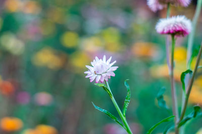 Close-up of pink flowering plant on field