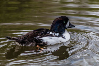 Duck swimming in lake