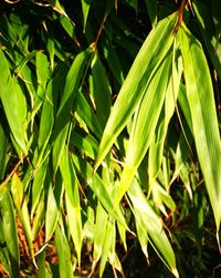 Close-up of fresh green plant