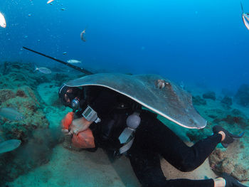 Fish swimming in sea