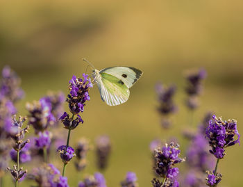 Close-up of butterfly pollinating on purple flower