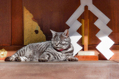 A tabby cat at umenomiya taisha shrine. november 12, 2017, kyoto, japan.