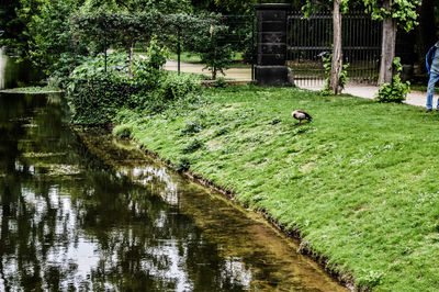 View of birds in lake