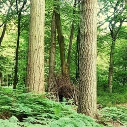 View of trees in forest