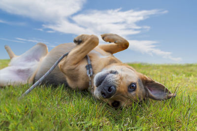 Portrait of dog lying on grassy field against sky