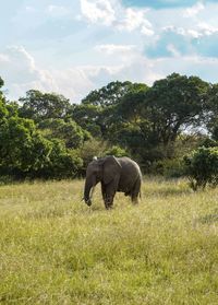 Elephant in a field