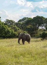 Elephant on field against trees