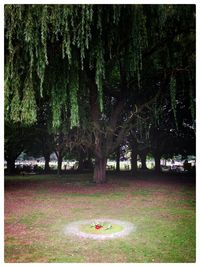 Trees growing in park