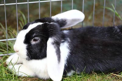 Rabbit on field