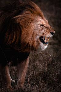 Close-up of lioness