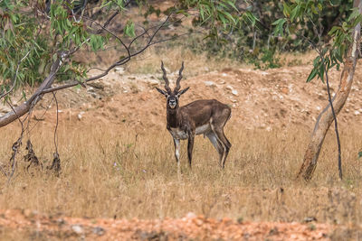 Giraffe standing on land