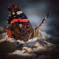 Close-up of butterfly on rock