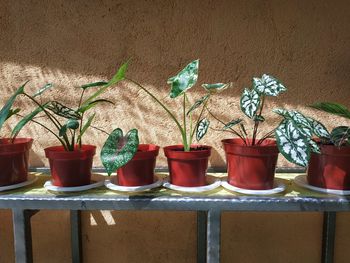 Close-up of potted plants hanging against wall