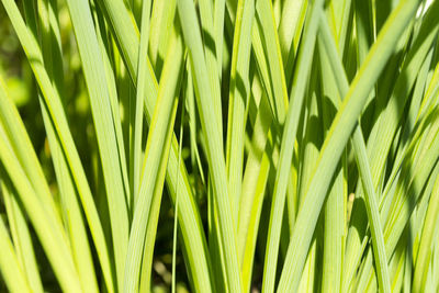 Full frame shot of green leaves
