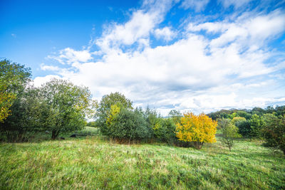 Trees on field against sky