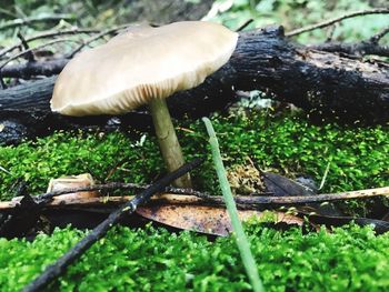 Close-up of mushroom growing on field