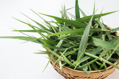 Close-up of succulent plant against white background