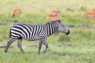 Zebra zebras in a field