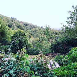 Plants and trees in forest against sky