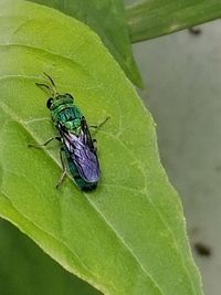 Close-up of insect on leaf