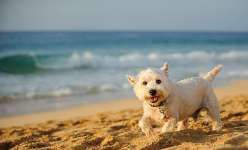 Portrait of dog on beach